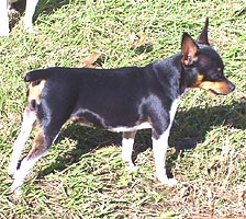 Cox's Ebony