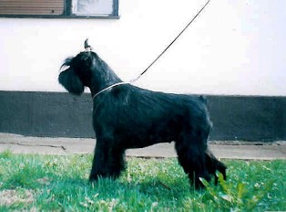samanta of cindyland
