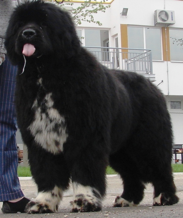 Masterpiece of Balkan Atlant
