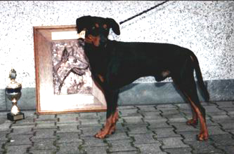 CHARLY vom Klosterfels