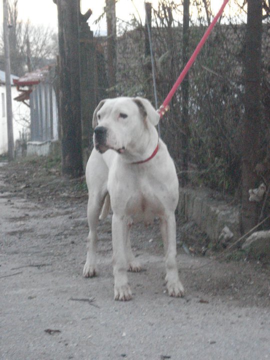 Zorry de Lacy Atoazra