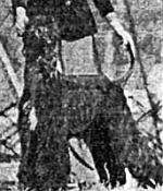 Pahlavi Jemimah Alarickhan