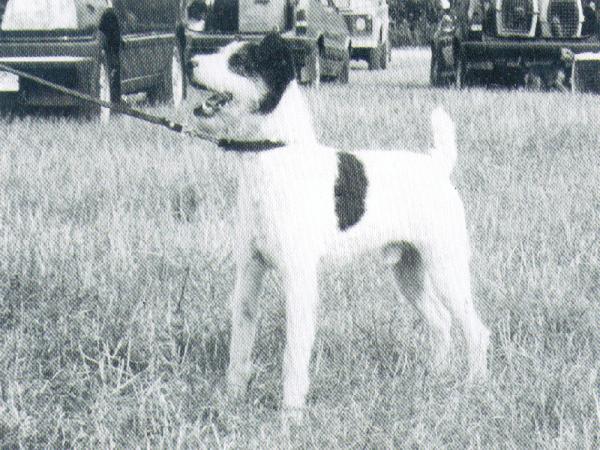 Foxwarren Dodger II