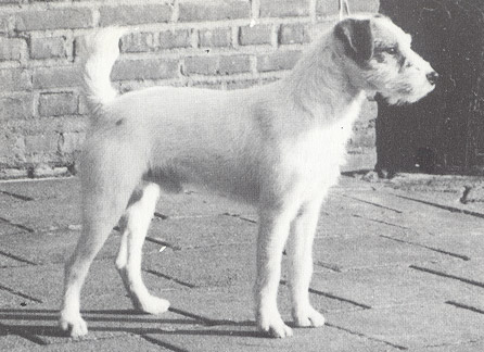 Meynell Taxman