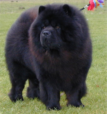 Shi-Yang's Hei Manzu