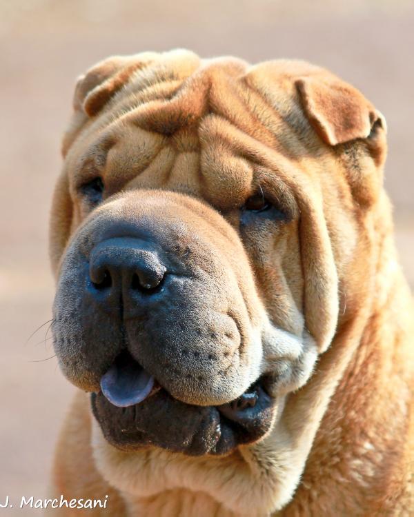 Wrinkleinc Ashanti
