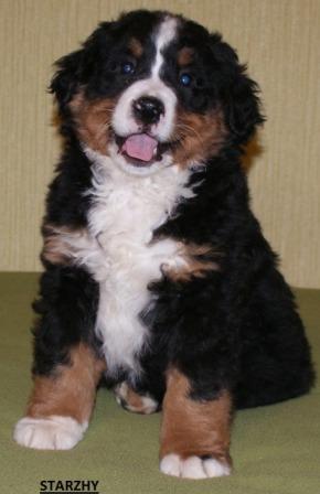 Edvard
