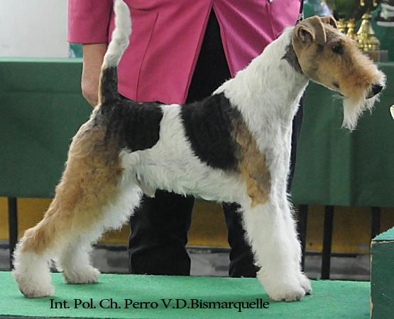 Perro V.D. Bismarquelle