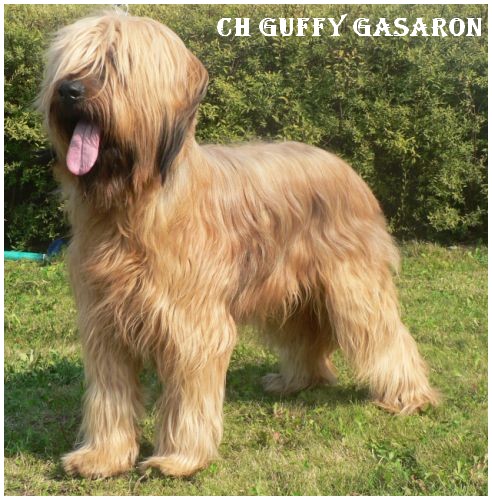 Guffy Gasaron