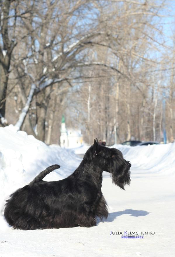 From Dash Mountain Farm's Morris