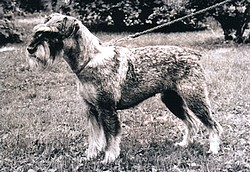Curbit's Dafne