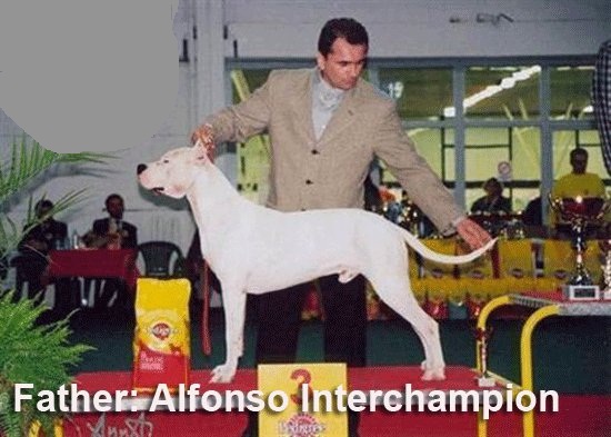 alfonso
