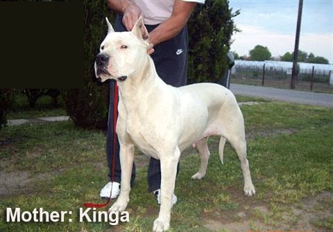 kinga