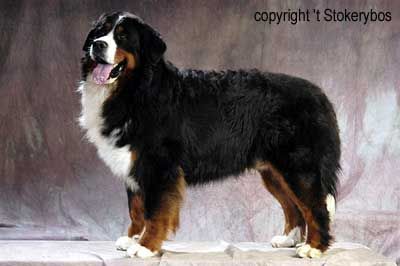 Aladdin Van'T Stokerybos