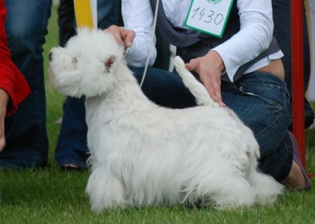 BIANKA White Bassi
