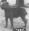 Sotta -Airedale