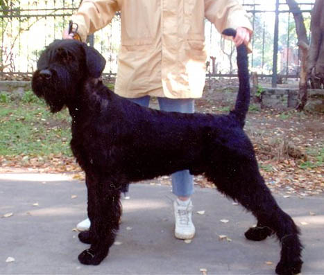 Rus Astershvarc Ziger