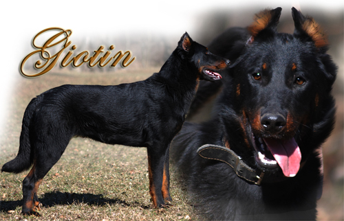 Giotin de l'Ame du Loup