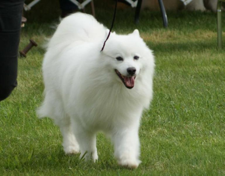 Snowcounty's Cole-Stone of Kadoc