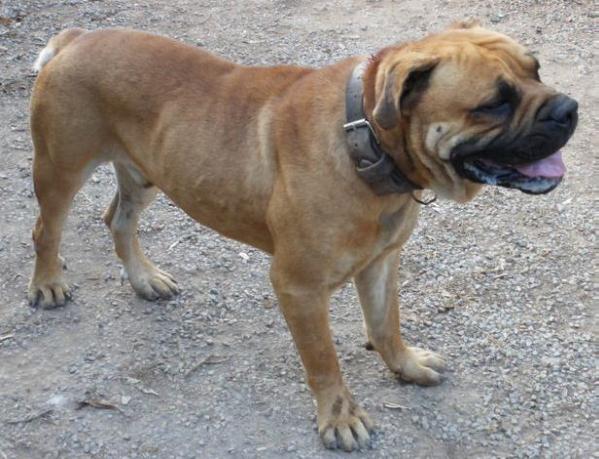 Hermenegildo del Bellotero