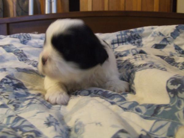 Holly's Milly Pontipee