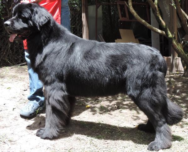 Marilyn Monroe del Gran Oso Negro