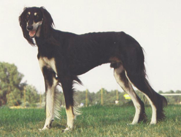 Galba el Kolub