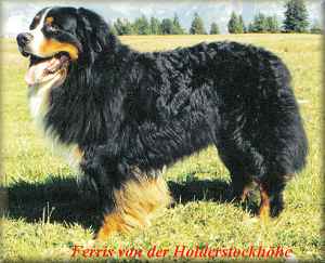 Ferris von der Holderstockhohe