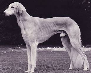 Classicus Serendipity Nijinsky