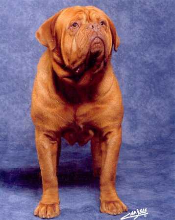 Maestro Del Matachin