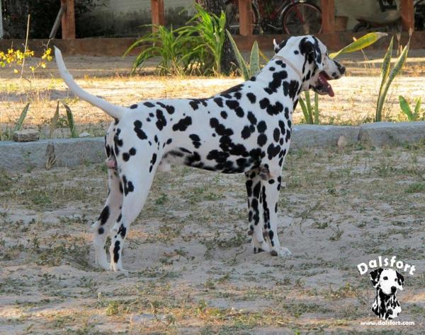 Simba Allevamento di Bensdorp