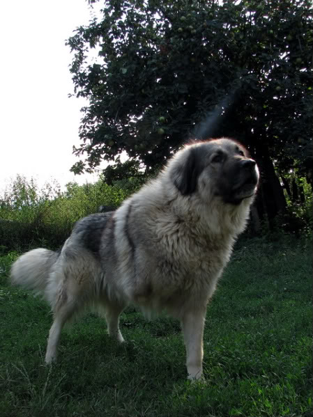 Bona Vranjanka