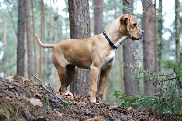 gora des chasseurs des grands pres