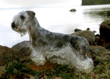 Sötnosar's Chyba