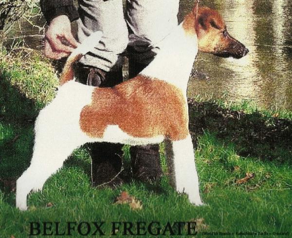 Belfox Fregate