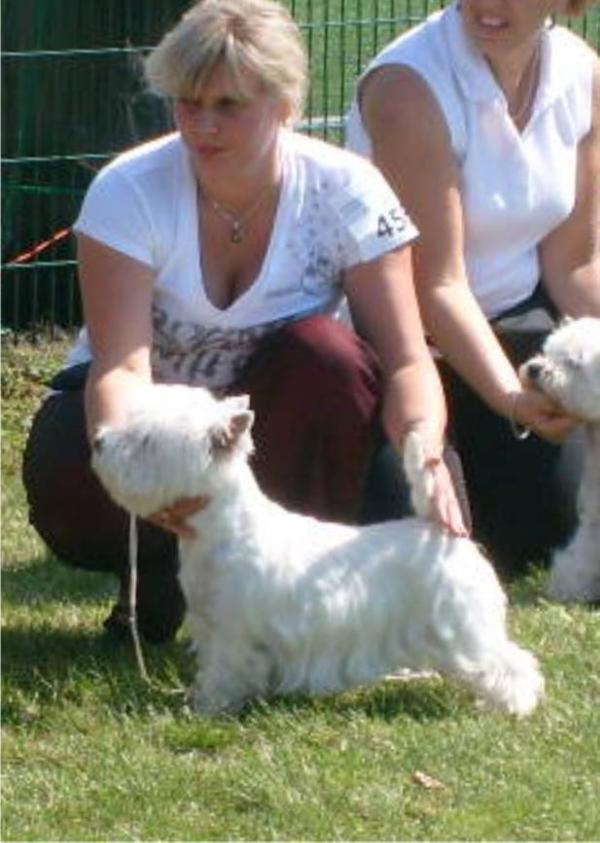 Sugar Starlight  of Whisk Westie
