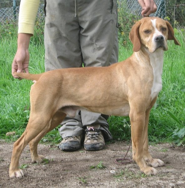 Bogart de vila soeiro