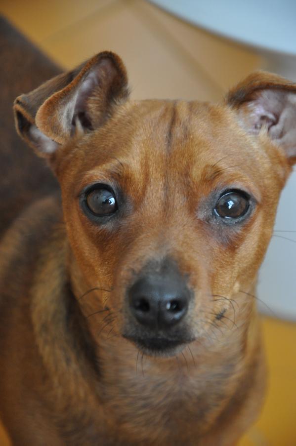 Susi