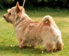Patchwork Mr Ginger Nut