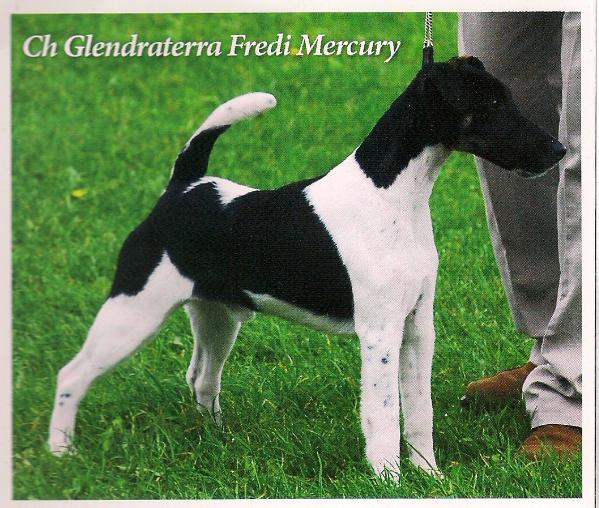 Glendraterra Fredi Mercury