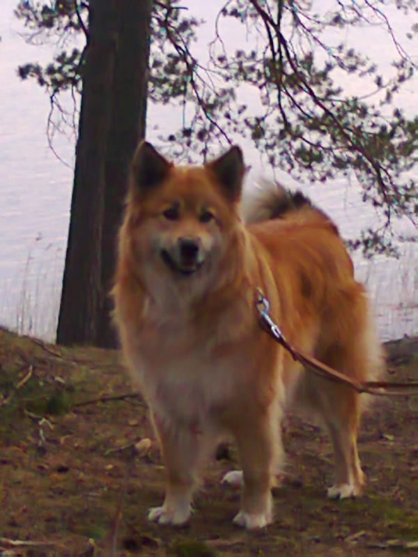 Hippu