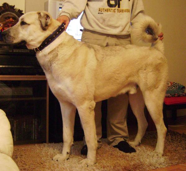 reis von bozkennel