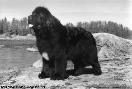 Pouch Cove'S Patriot Of Cayuga