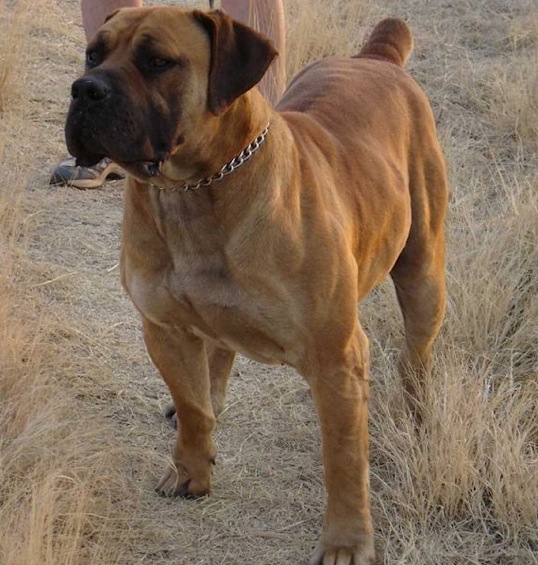 Avontuur Anton
