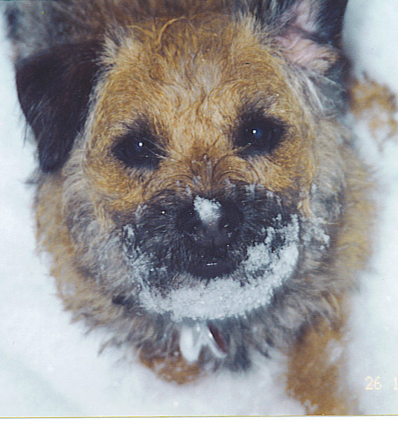 Nellie