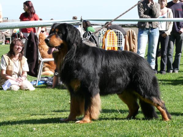 Calderon Moravia Hovacor
