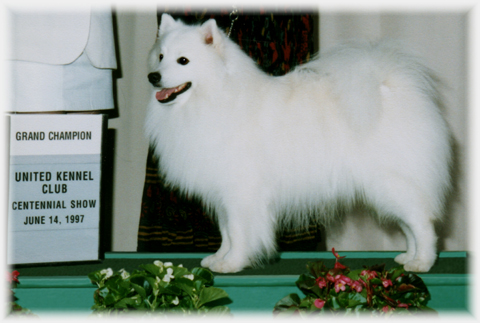 Pinebrook Windwalker of Thorne