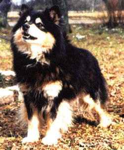 Seppo