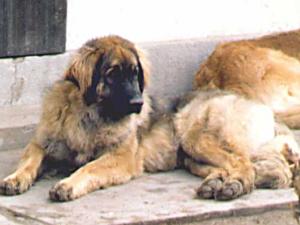 Kiserdei Lola