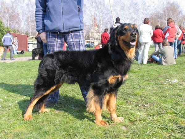 Charlie z Budské samoty